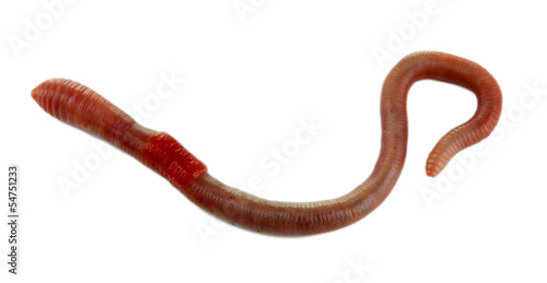Photo: Worm isolated on white Worm isolated on white