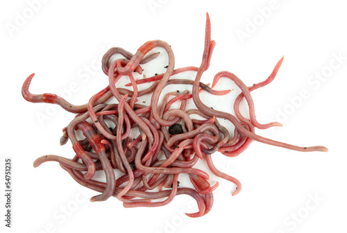 Photo: Worms isolated on white Worms isolated on white