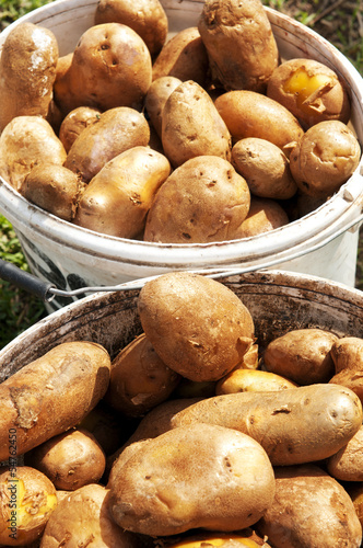 Photo: Kartoffelernte Kartoffelernte