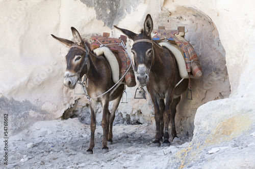 Photo: Greek donkeys Greek donkeys