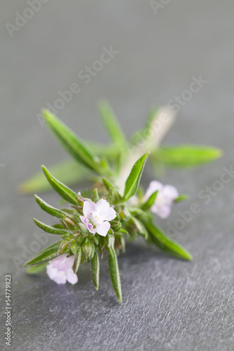 Photo: Blooming savory Blooming savory