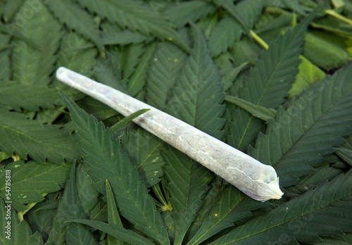 Photo: Rolled marijuana lying on leaves Rolled marijuana lying on leaves