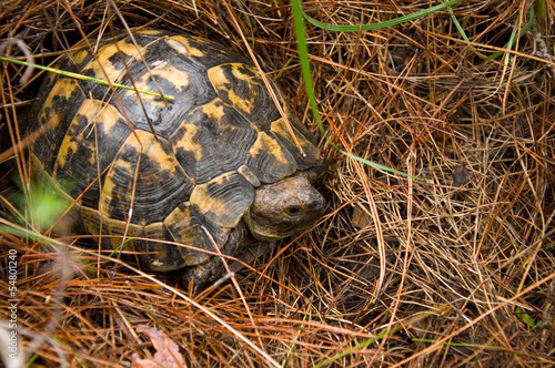 Photo: Schildkröte Schildkröte