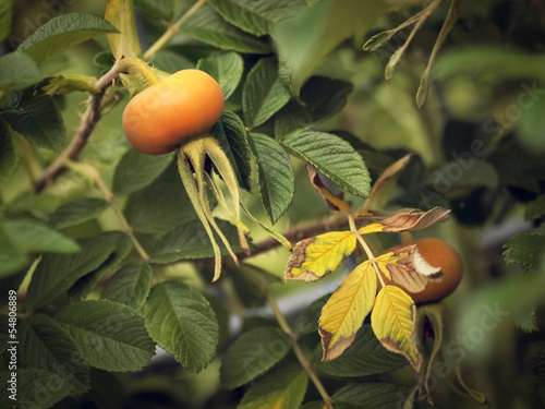 Photo: heckenrosen hagebutte heckenrosen hagebutte