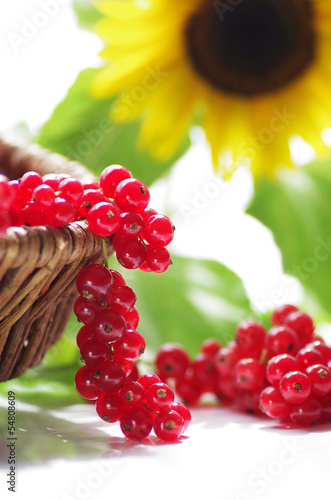 Photo: Johannisbeeren Johannisbeeren