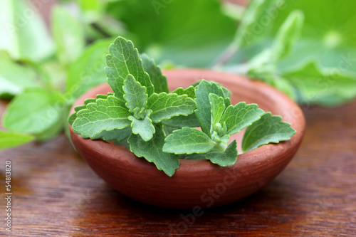 Photo: Stevia with other medicinal herbs Stevia with other medicinal herbs