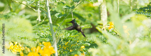 Photo: Antillean Crested Hummingbird (Orthorhyncus cristatus) Antillean Crested Hummingbird (Orthorhyncus cristatus)
