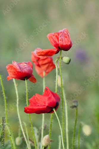 Photo: poppy field poppy field