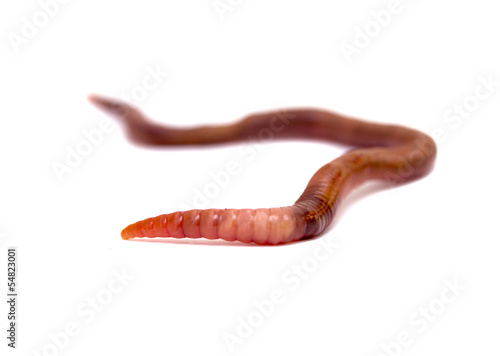 Photo: Close up of earthworm Close up of earthworm