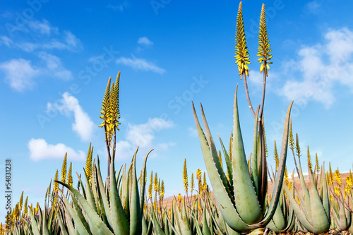 Photo: aloe vera plantation in the Canary Islands aloe vera plantation in the Canary Islands