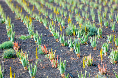 Photo: aloe vera plantation in the Canary Islands aloe vera plantation in the Canary Islands