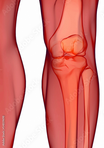 Illustration: Human knee anatomy Human knee anatomy