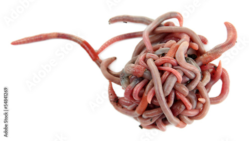 Photo: Worms isolated on white Worms isolated on white