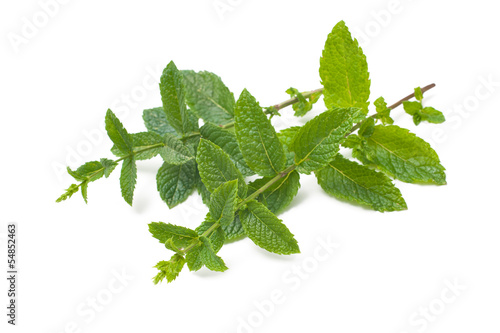 Photo: fresh mint leaves fresh mint leaves