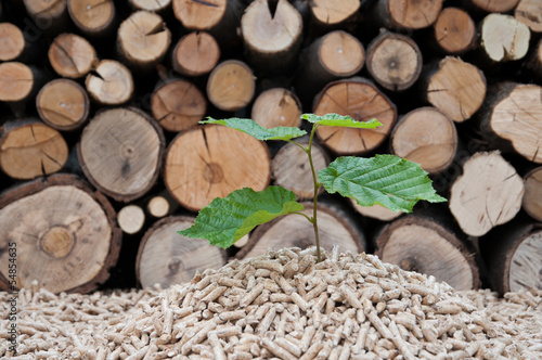 Photo: Save the trees Save the trees