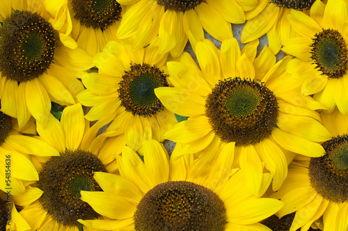 Photo: Sunflower on a wooden fence Sunflower on a wooden fence