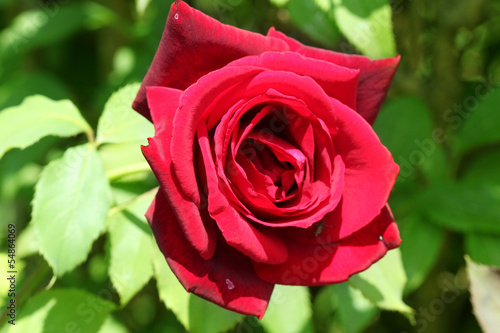 Photo: rose rose