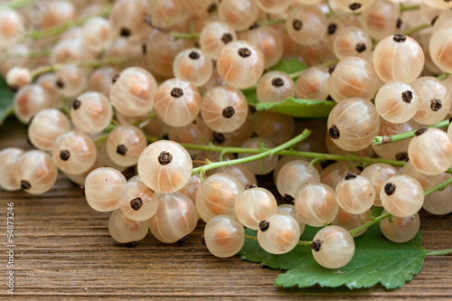 Photo: frisch geerntete johannisbeeren frisch geerntete johannisbeeren