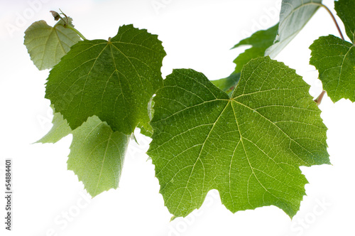 Photo: Vine Vine