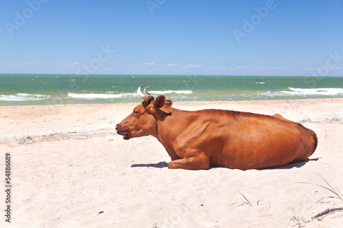 Photo: a cow relaxes on the beach a cow relaxes on the beach