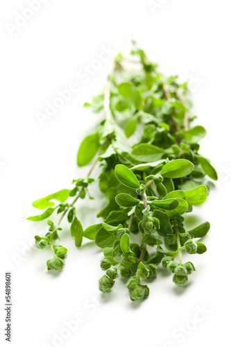 Photo: sprig of marjoram sprig of marjoram