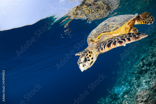 Photo: Eretmochelys imbricata - hawksbill sea turtle Eretmochelys imbricata - hawksbill sea turtle