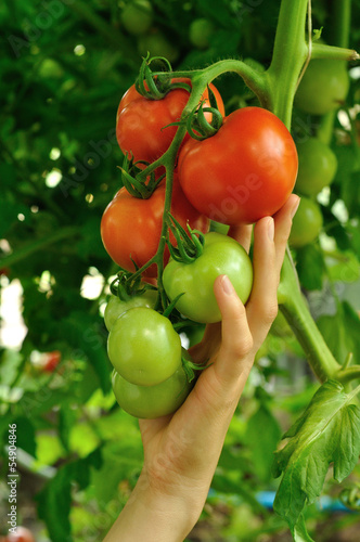 Photo: women's arm holding red tomato women's arm holding red tomato
