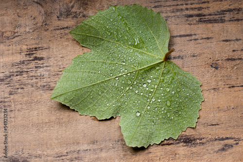 Photo: Vine leaf Vine leaf