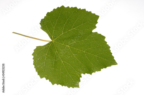 Photo: Vine leaf Vine leaf