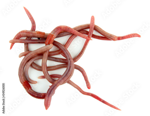 Photo: Worms isolated on white Worms isolated on white
