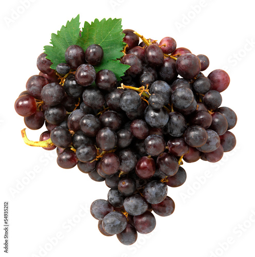 Photo: Uva nera - Black grapes Uva nera - Black grapes