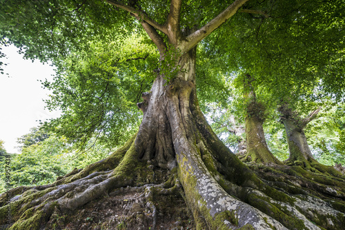 Photo: big old tree big old tree
