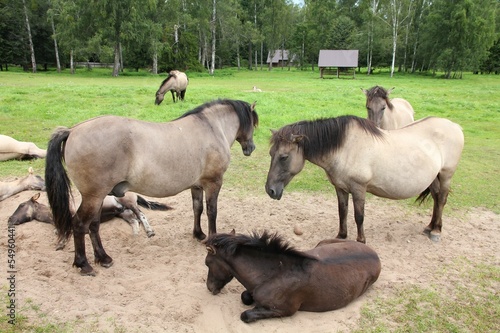 Photo: Horse herd in Bialowieza, Poland Horse herd in Bialowieza, Poland