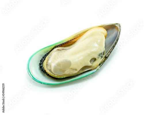 Photo: New Zealand green mussel New Zealand green mussel