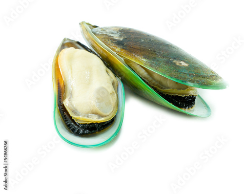Photo: Green mussel Green mussel