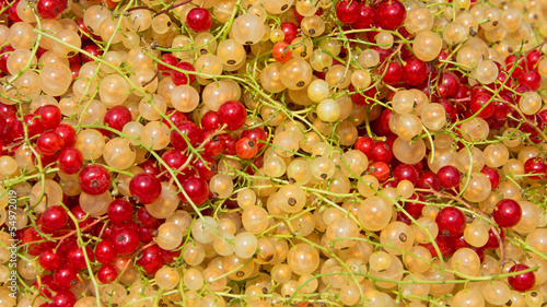 Photo: Johannisbeeren - Ribes Johannisbeeren - Ribes