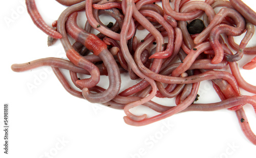Photo: Worms isolated on white Worms isolated on white