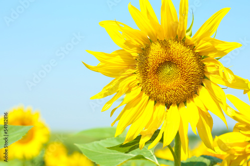 Photo: Beautiful sunflower in the field, close up Beautiful sunflower in the field, close up