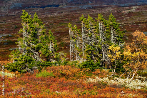 Photo: Old Spruce tree Old Spruce tree