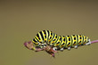 Photo: Deutschland, Bayern, Raupe des Schwalbenschwanz (Papilio machaon) auf Pflanzen Stengel Deutschland, Bayern, Raupe des Schwalbenschwanz (Papilio machaon) auf Pflanzen Stengel