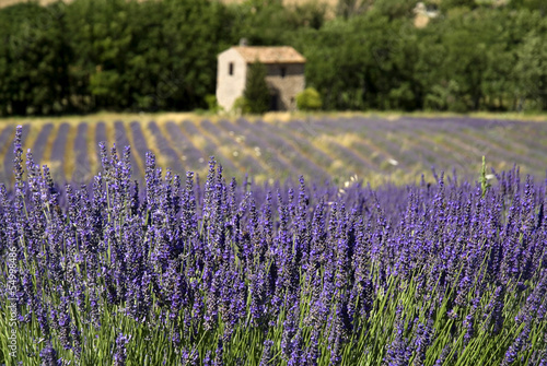 Photo: Frankreich, Provence, Auribeau, Lavendelfelder, Steinhaus im Hintergrund Frankreich, Provence, Auribeau, Lavendelfelder, Steinhaus im Hintergrund
