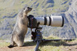 Photo: Österreich, dem Großglockner, Alpine Marmot (Marmota) Murmeltier stehend von der Kamera Österreich, dem Großglockner, Alpine Marmot (Marmota) Murmeltier stehend von der Kamera