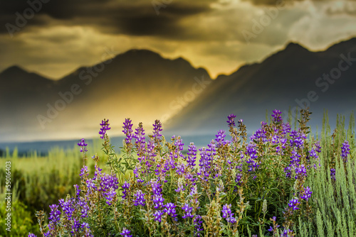 Photo: Purple Lupines in the Tetons Purple Lupines in the Tetons