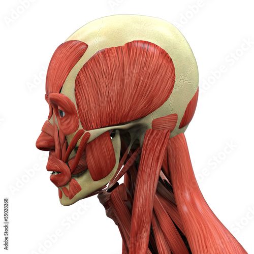 Illustration: Human Face Anatomy Human Face Anatomy