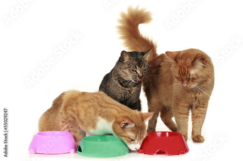Photo: Futterneid bei Katzen - cat at food bowl Futterneid bei Katzen - cat at food bowl