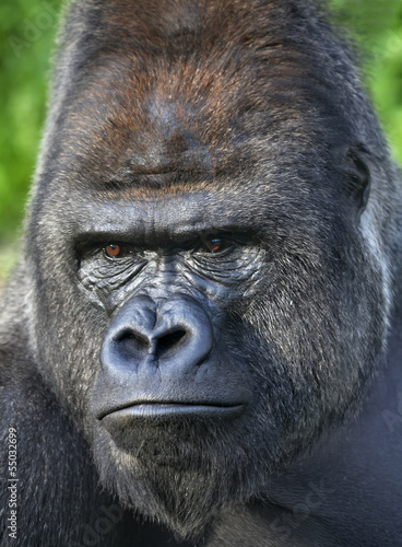 Photo: Menacing look of a silverback, gorilla adult male. Menacing look of a silverback, gorilla adult male.