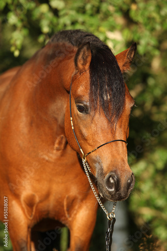 Photo: Gorgeous pony mare with nice show halter Gorgeous pony mare with nice show halter