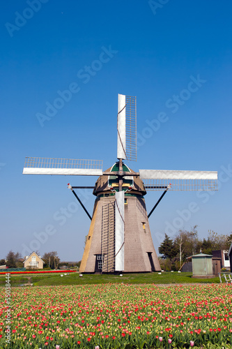 Photo: Dutch windmill and tulipfield Dutch windmill and tulipfield