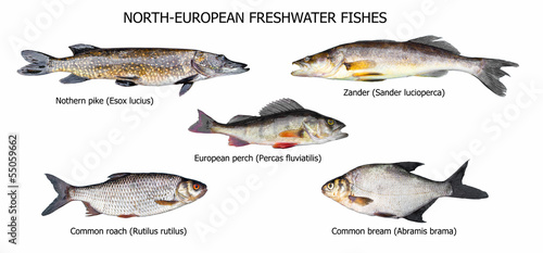 Photo: European fishes European fishes