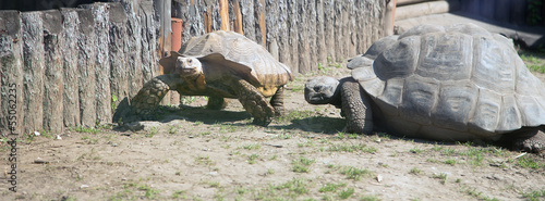 Photo: large image of very big tortoise large image of very big tortoise